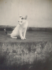 aug 36 onze poes Poeti